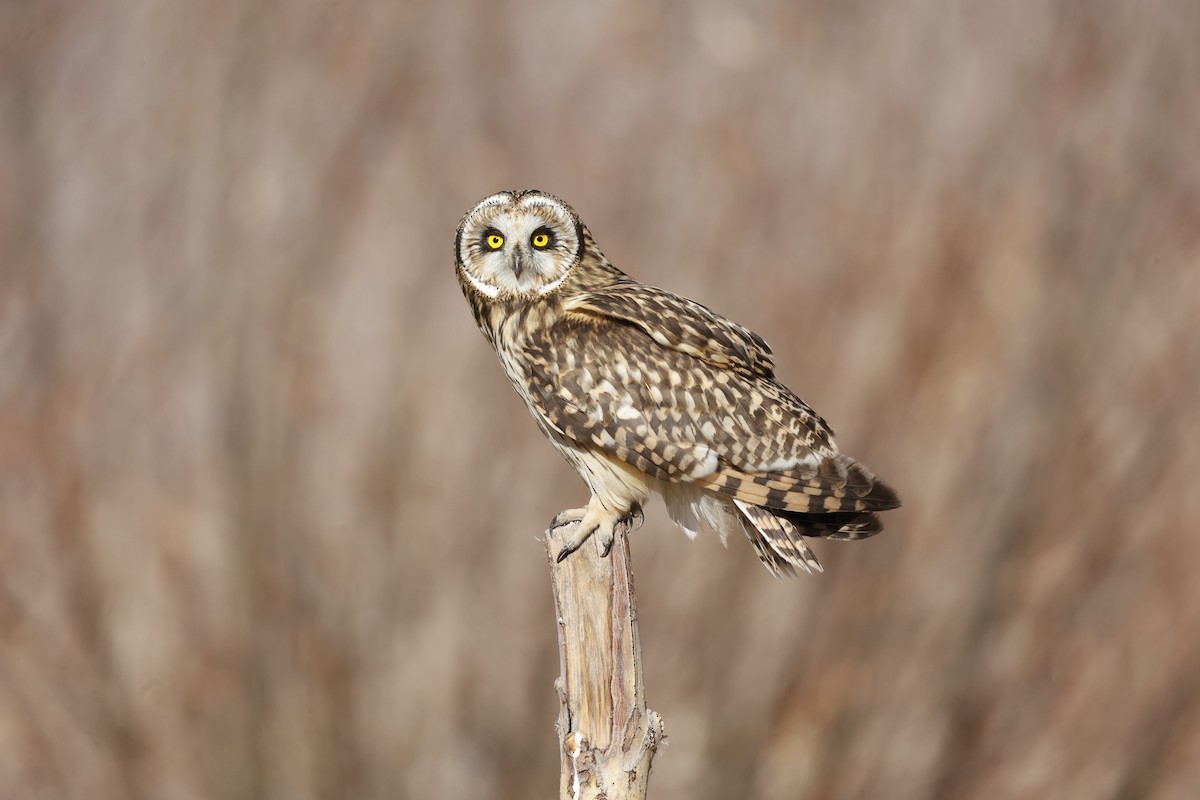 Short-eared Owl - ML612330606