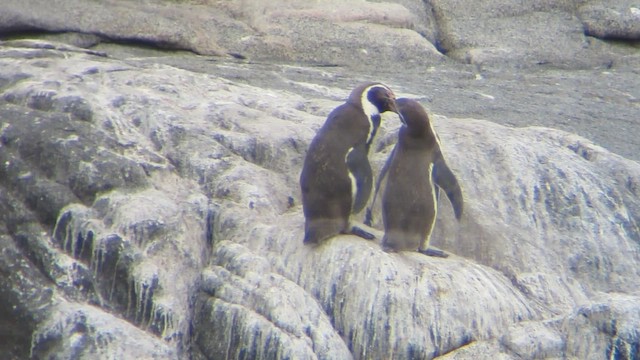 tučňák Humboldtův - ML612330713