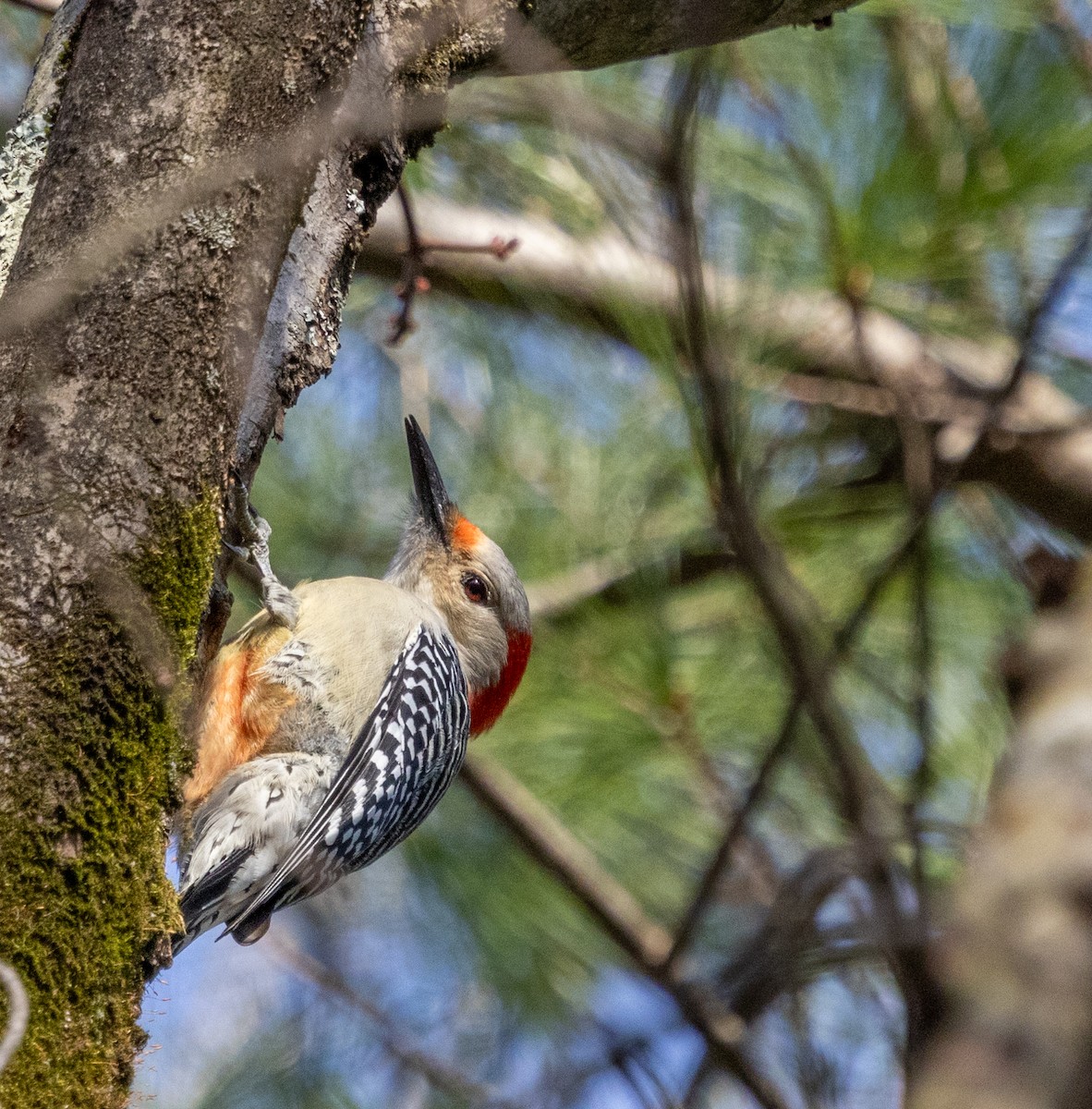 Red-bellied Woodpecker - ML612330831