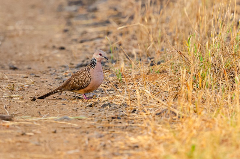 Spotted Dove - ML612331050