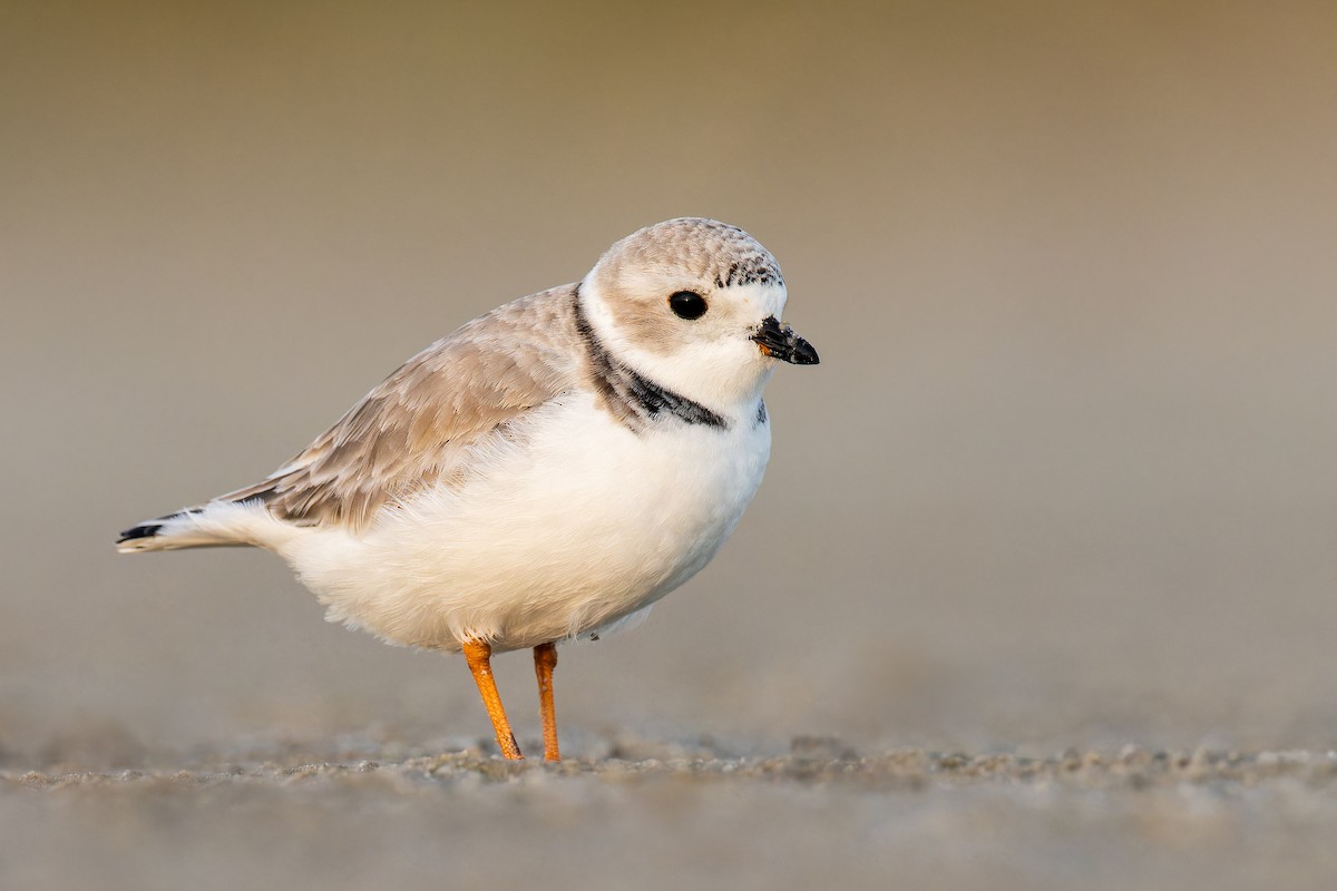 Piping Plover - ML612331198