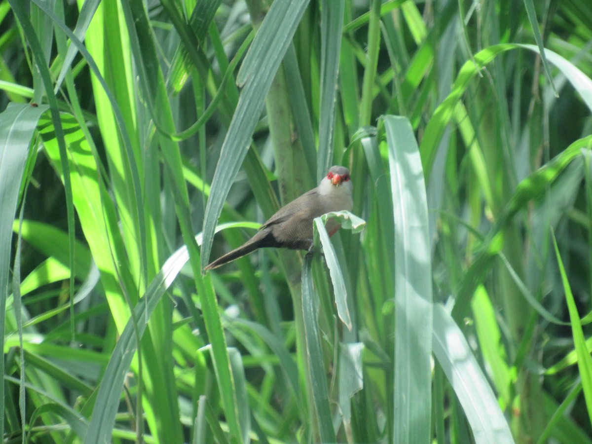 Red-browed Firetail - ML612331295