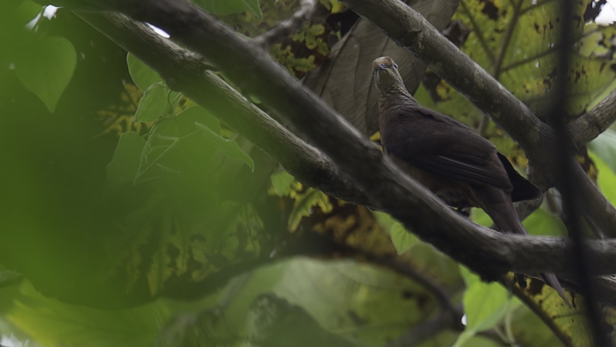 Sultan's Cuckoo-Dove (Sulawesi) - ML612331429