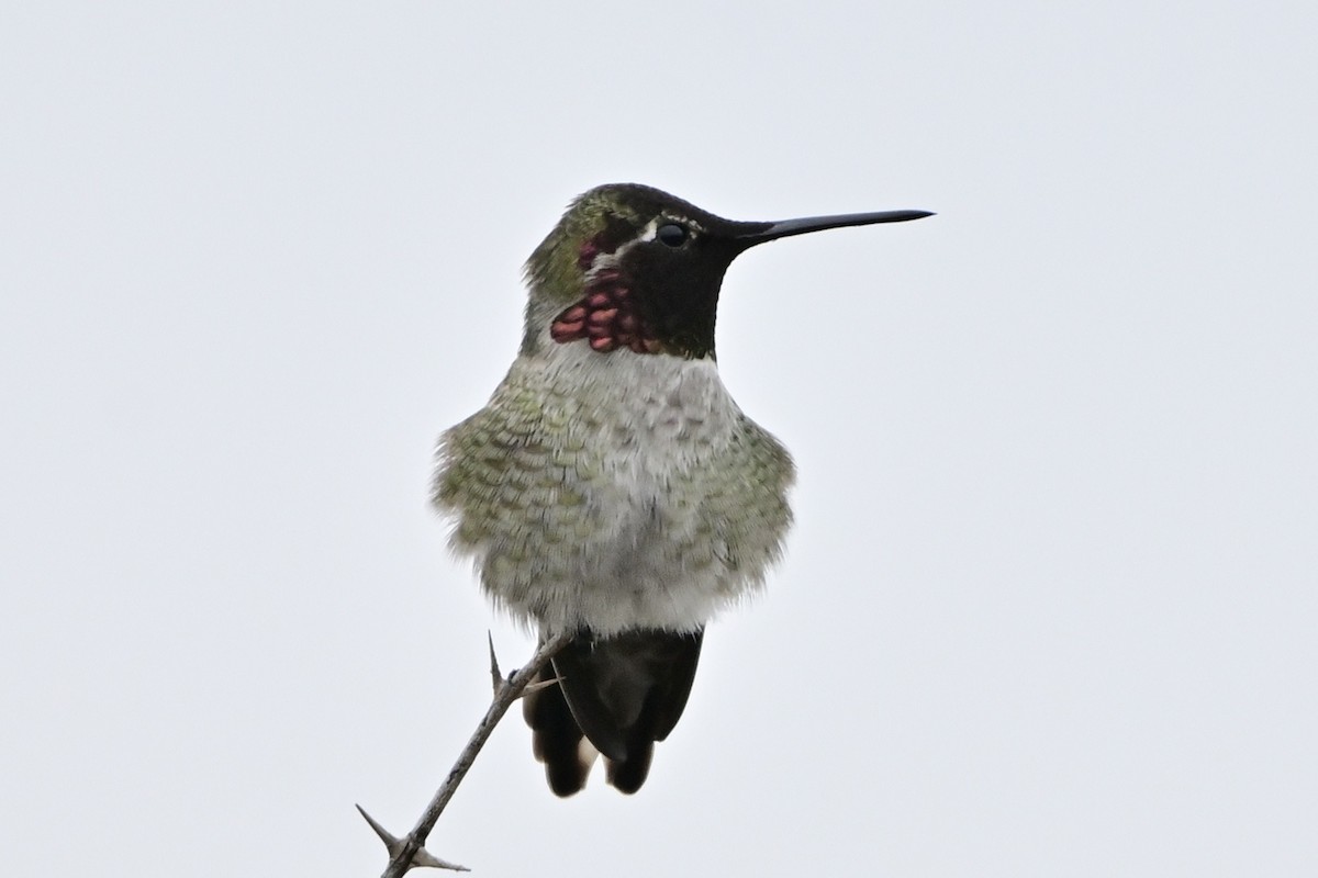 Anna's Hummingbird - ML612331656
