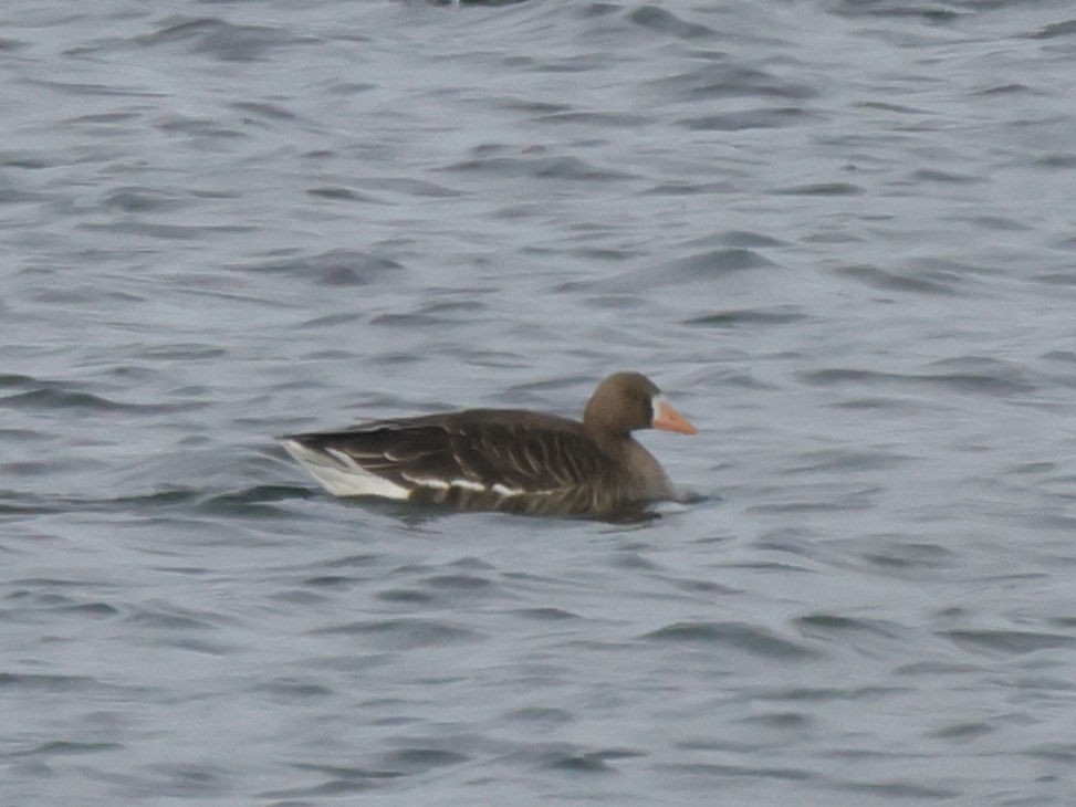 Greater White-fronted Goose - ML612331772