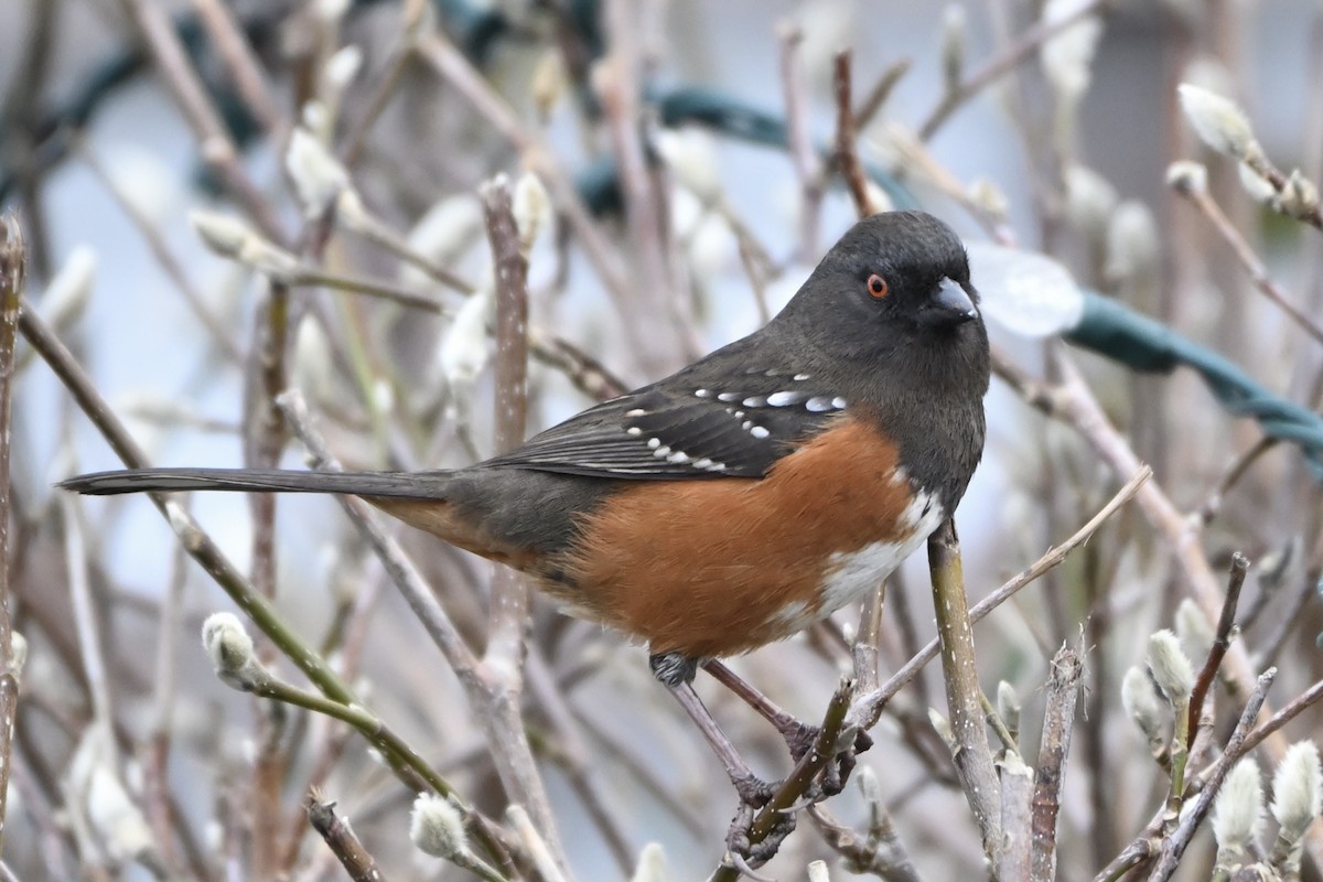 Spotted Towhee - ML612331902