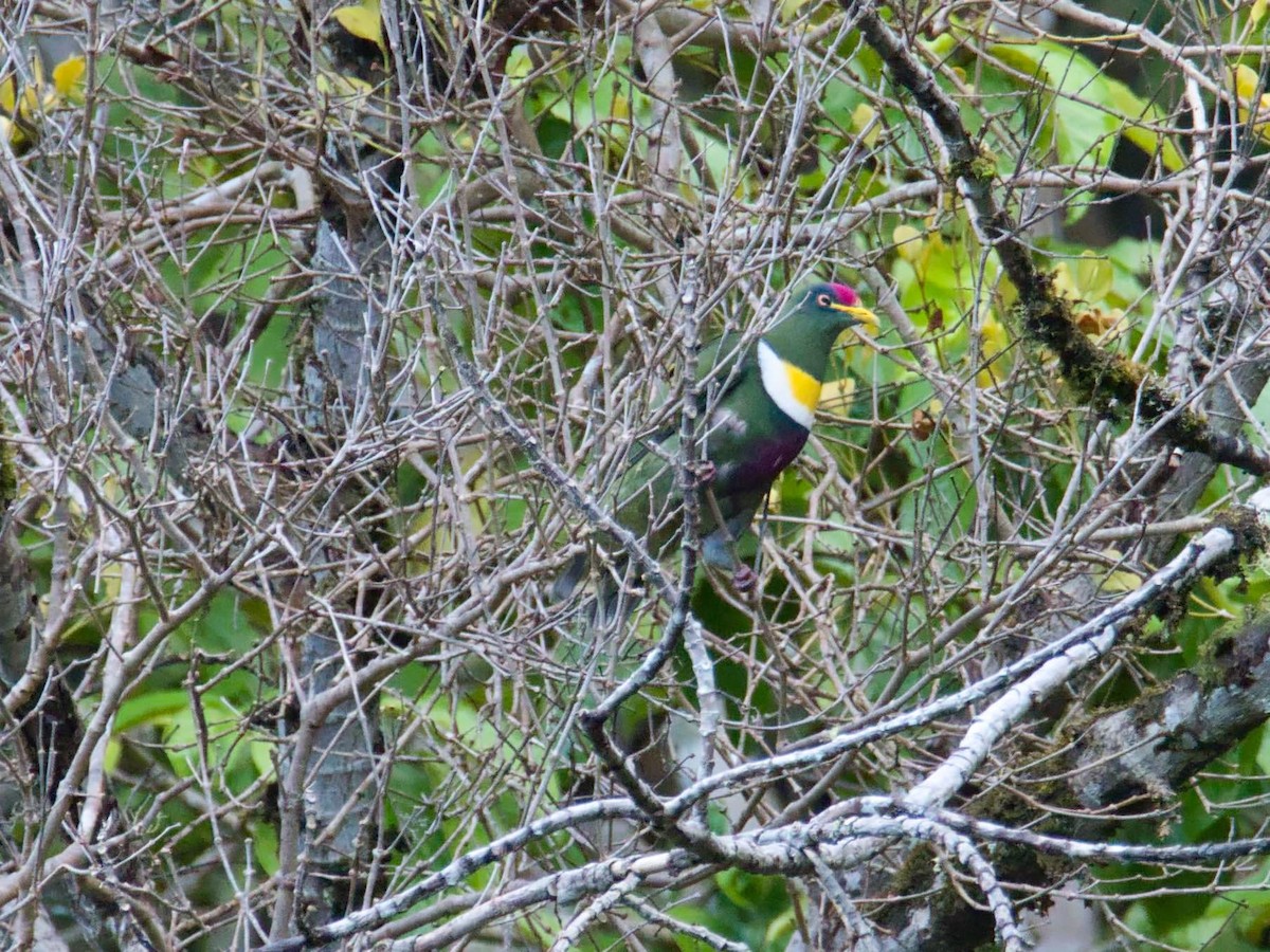 White-breasted Fruit-Dove - ML612332011