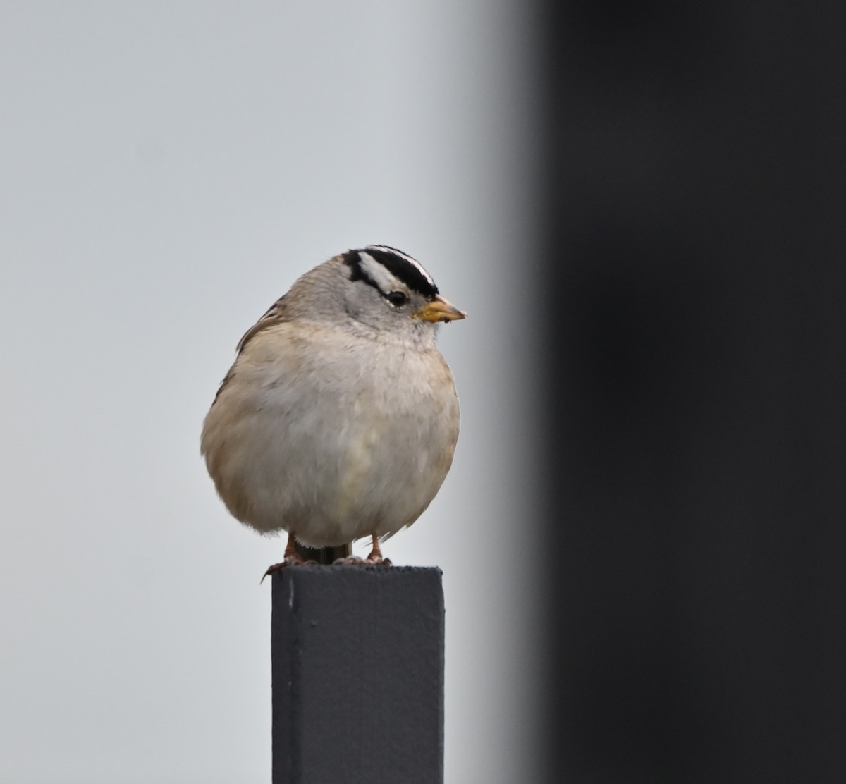 White-crowned Sparrow - ML612332056