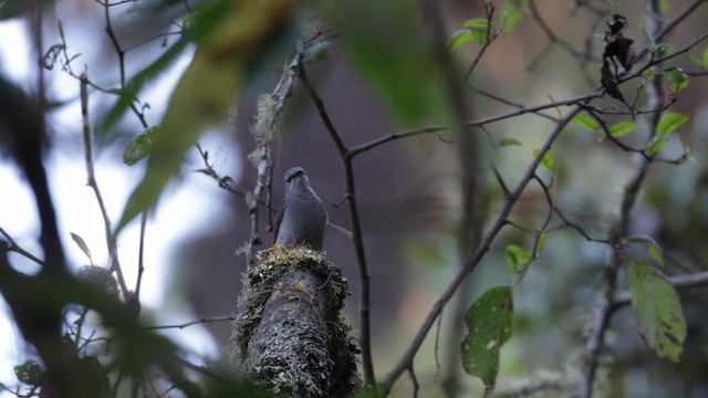 Brown-backed Solitaire - ML612332167