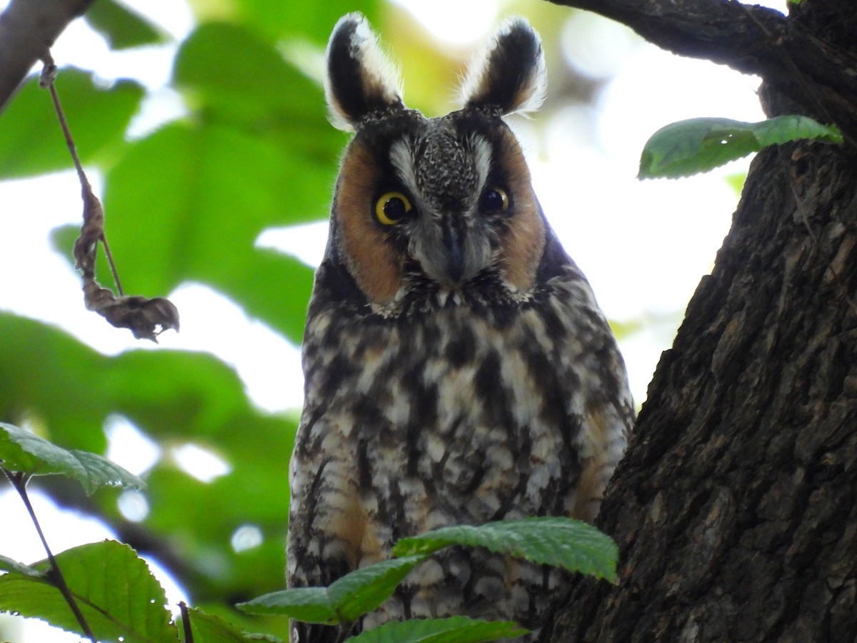 Long-eared Owl - Emily Clark