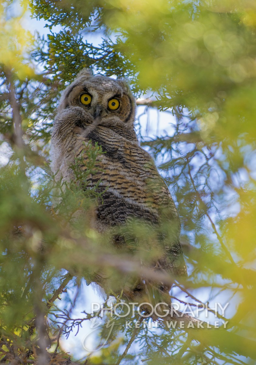 Great Horned Owl - ML612332317
