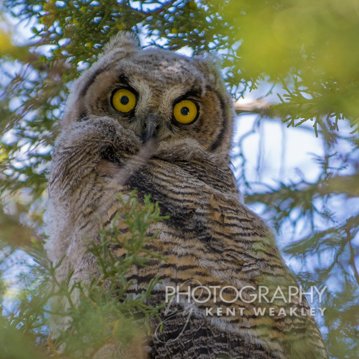 Great Horned Owl - Kent Weakley