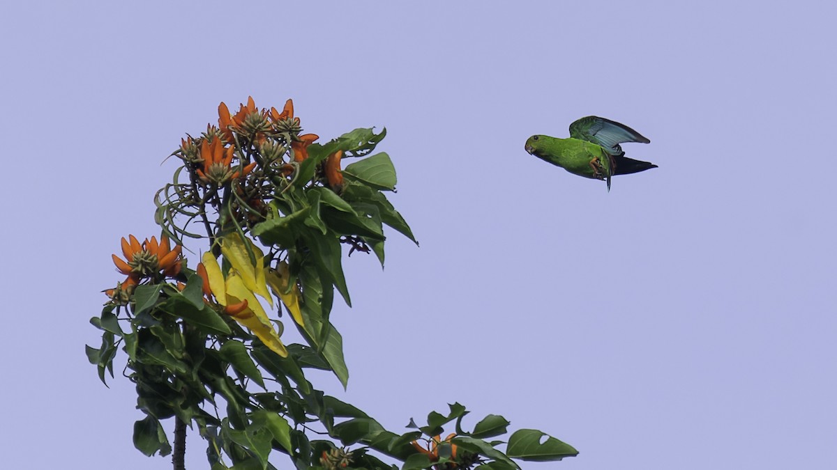 Sulawesi Hanging-Parrot - ML612332336