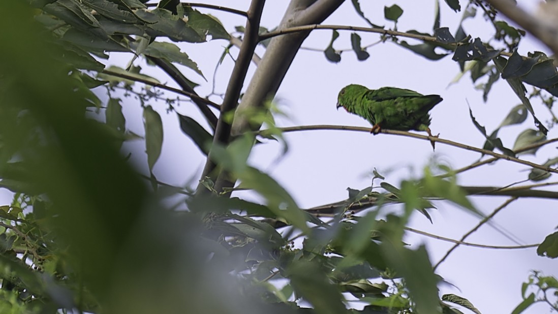 Sulawesi Hanging-Parrot - Robert Tizard
