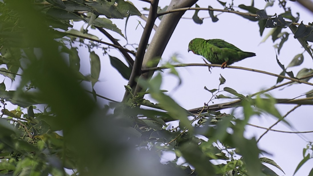 Sulawesi Hanging-Parrot - ML612332340