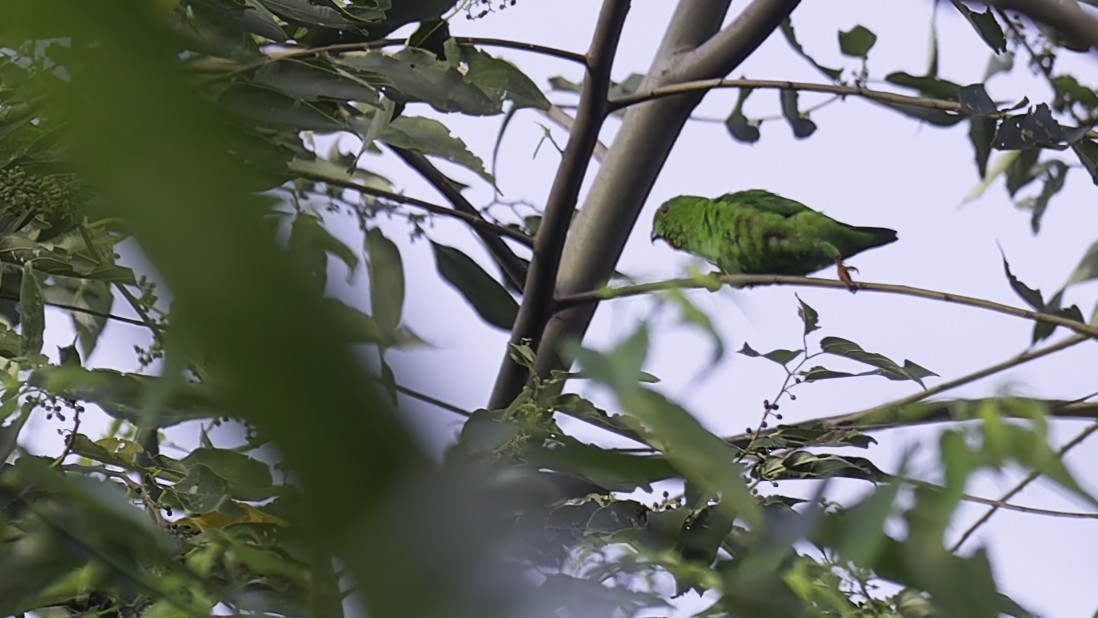 Sulawesi Hanging-Parrot - ML612332342