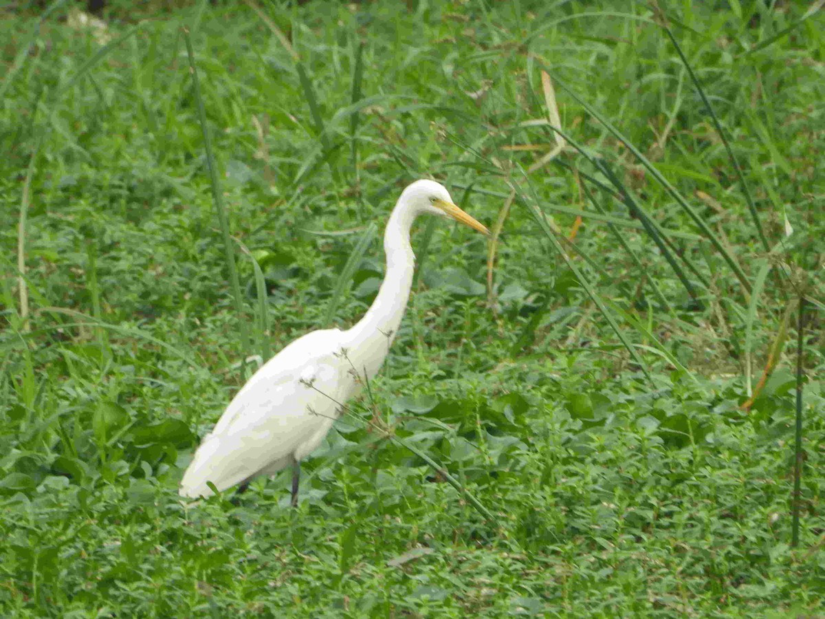 Great Egret - Gandhikumar Rangasamudram Kandaswami