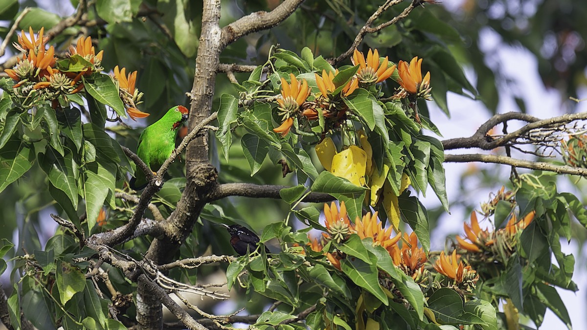 Sulawesi Hanging-Parrot - ML612332370