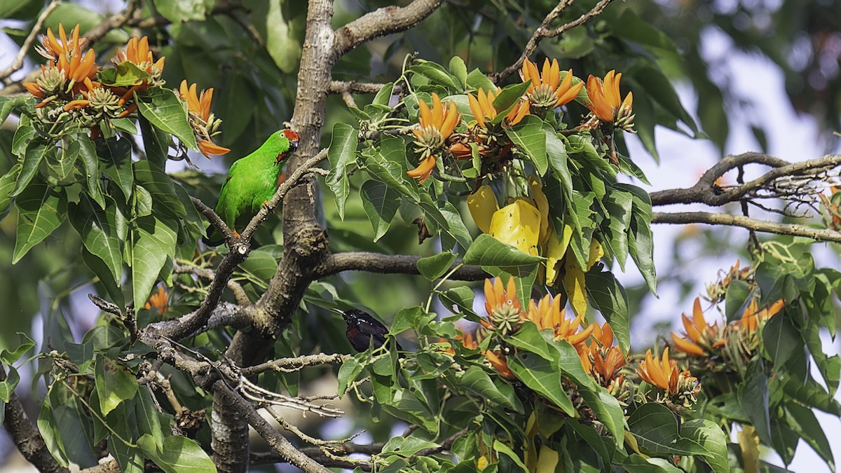 Sulawesi Hanging-Parrot - ML612332371
