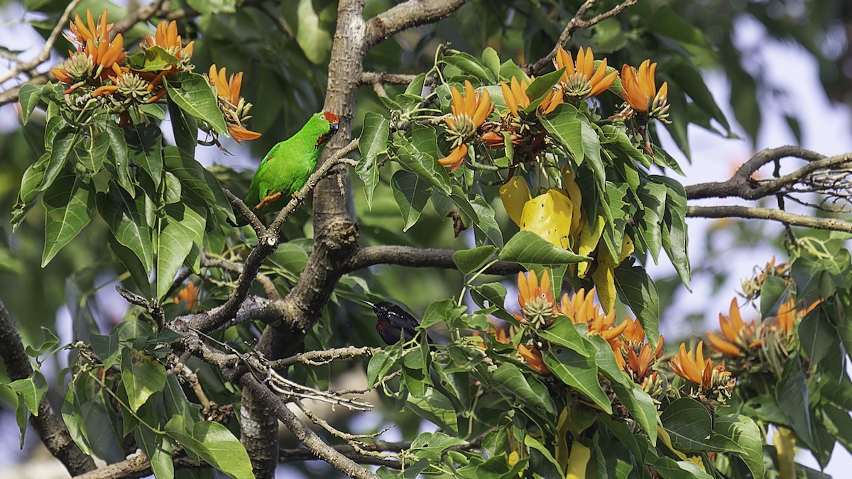 Sulawesi Hanging-Parrot - ML612332376