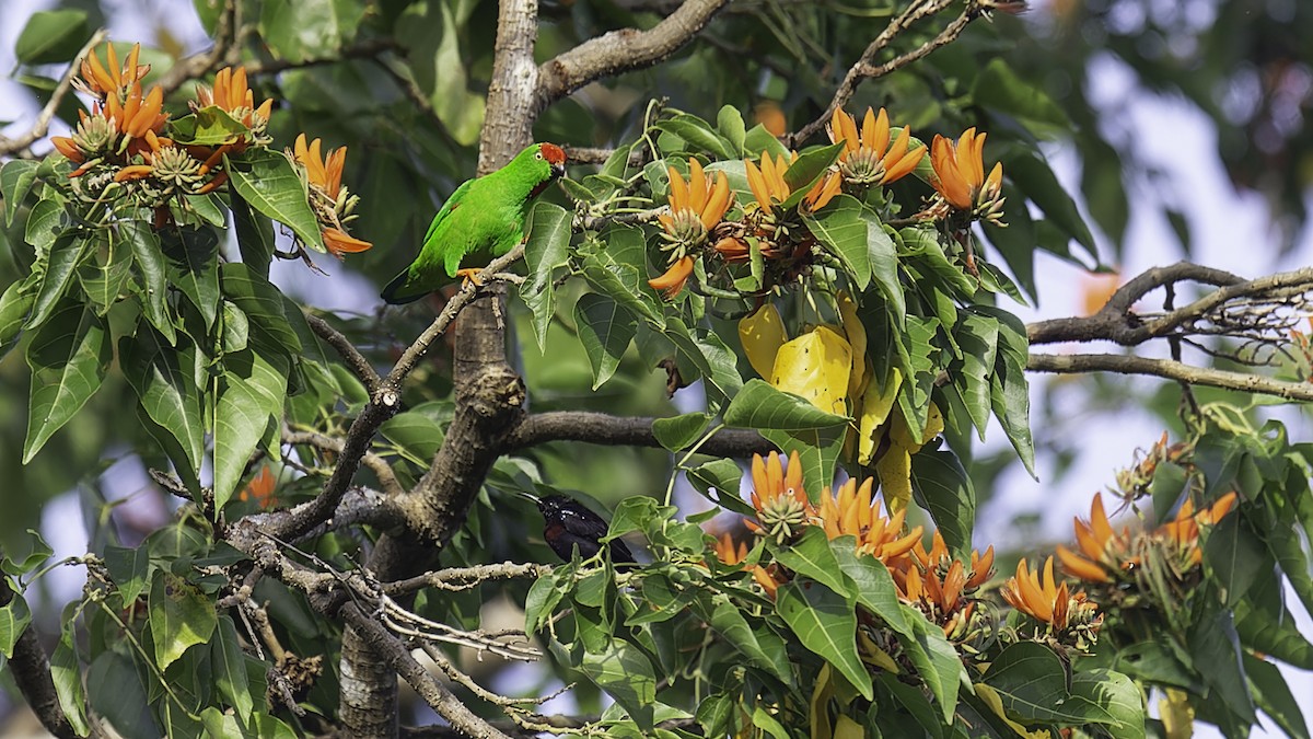 Sulawesi Hanging-Parrot - ML612332378