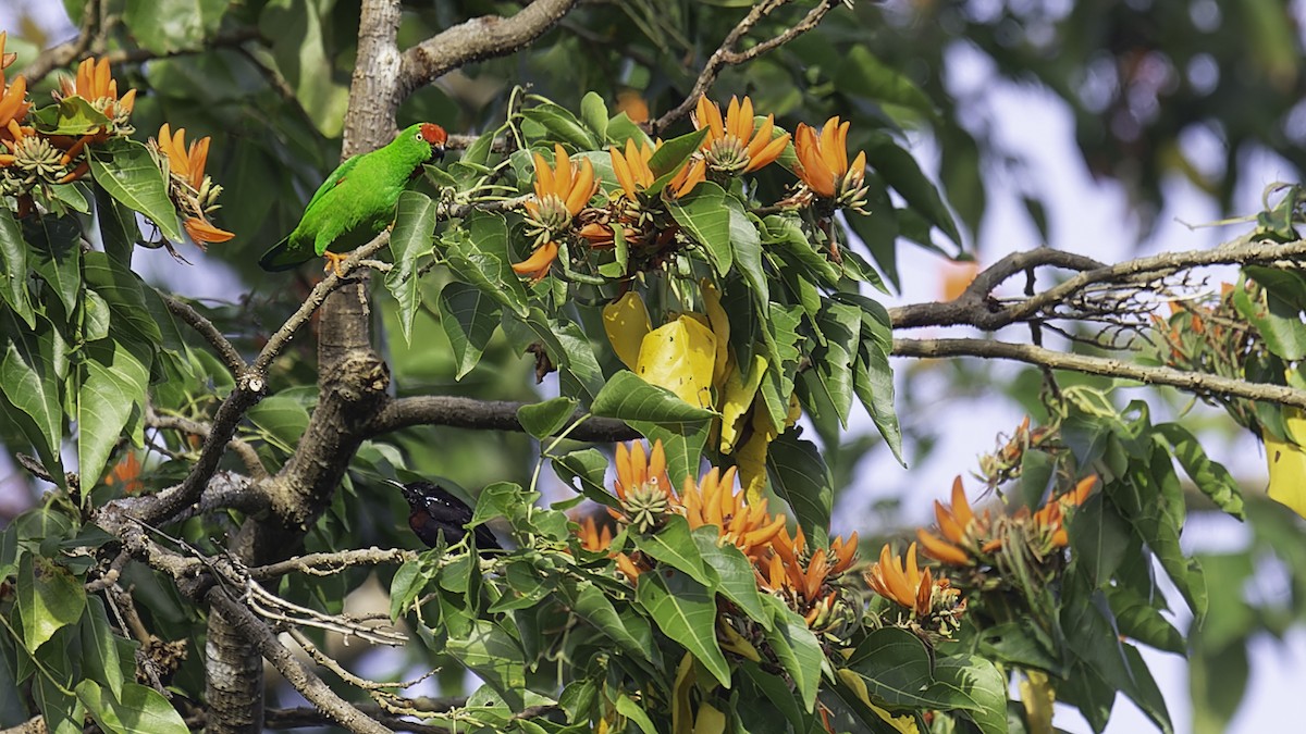 Sulawesi Hanging-Parrot - ML612332380