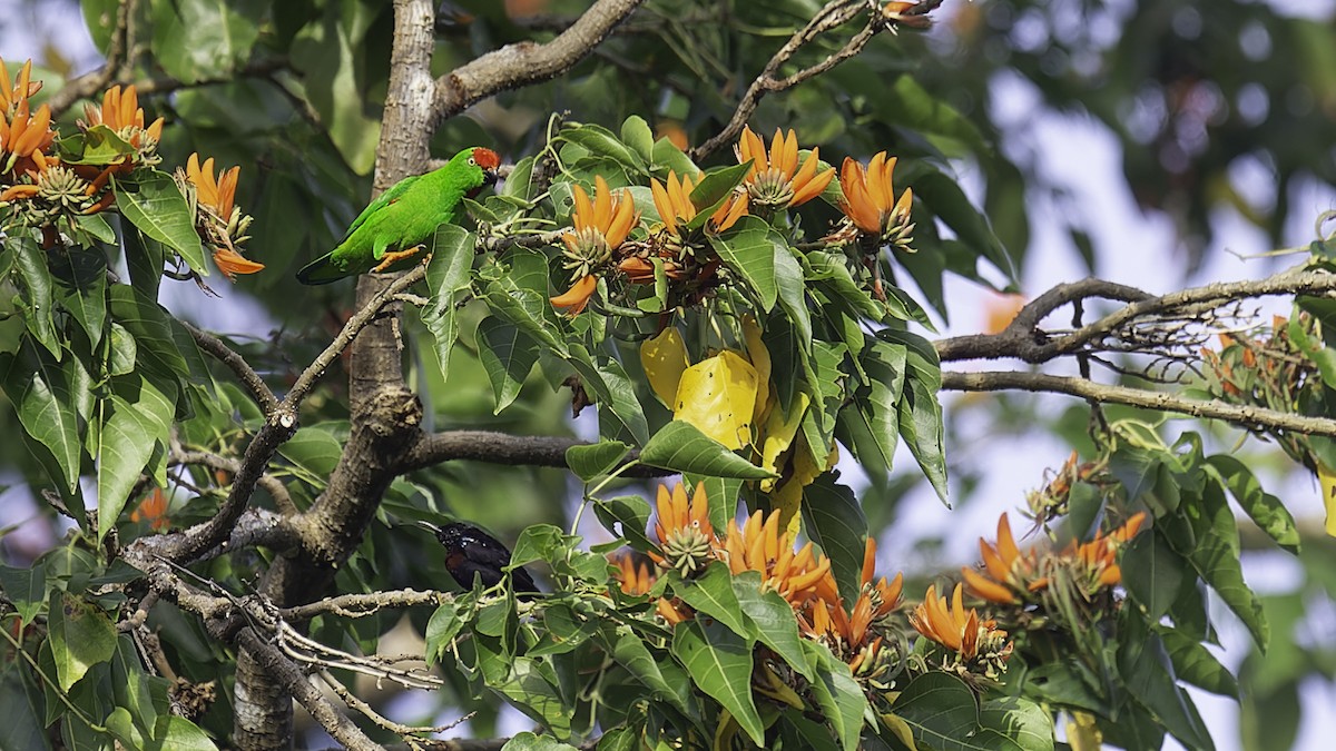 Sulawesi Hanging-Parrot - ML612332381