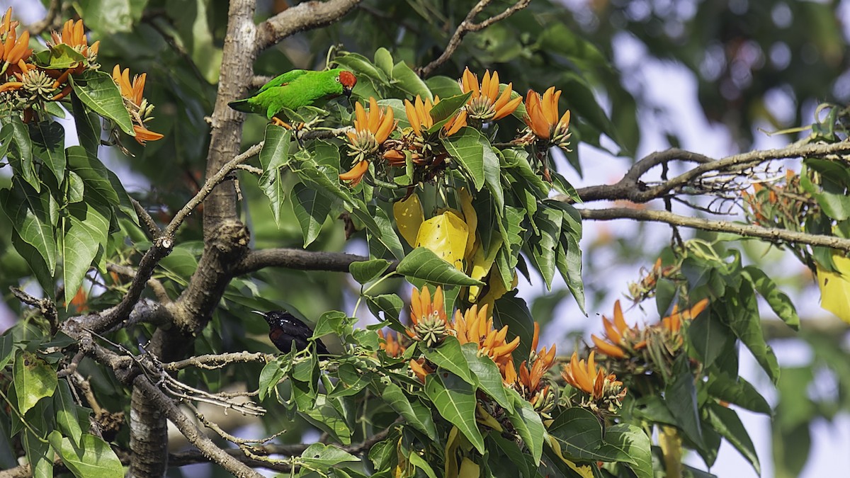 Sulawesi Hanging-Parrot - ML612332384