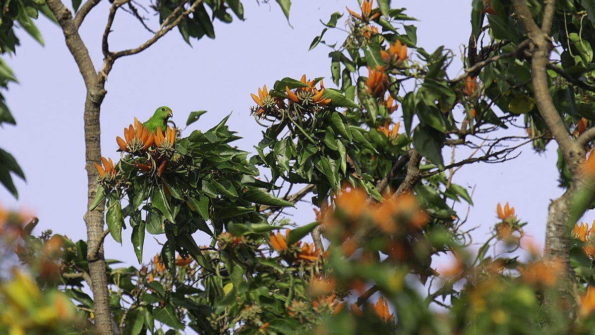 Sulawesi Hanging-Parrot - ML612332387