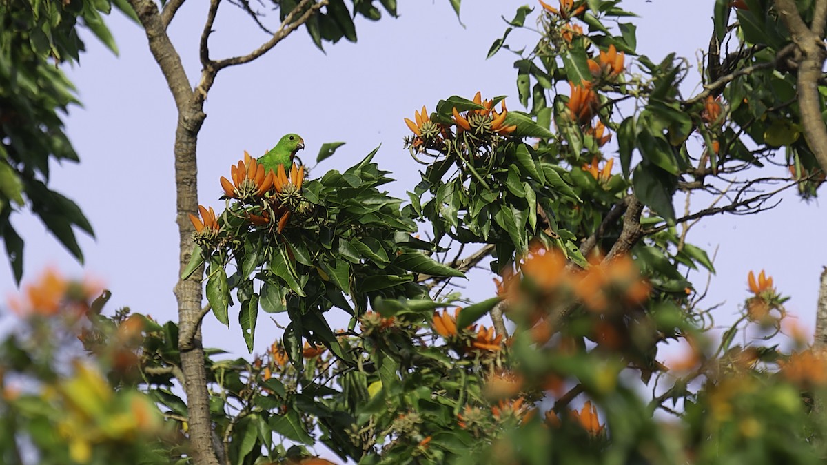Sulawesi Hanging-Parrot - ML612332390