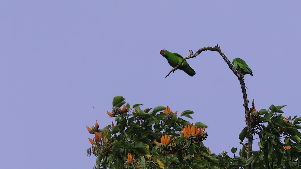 Sulawesi Hanging-Parrot - Robert Tizard