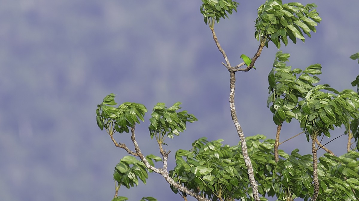Sulawesi Hanging-Parrot - ML612332393