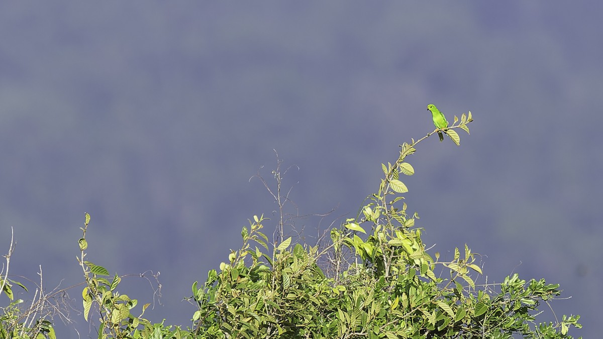 Sulawesi Hanging-Parrot - ML612332406