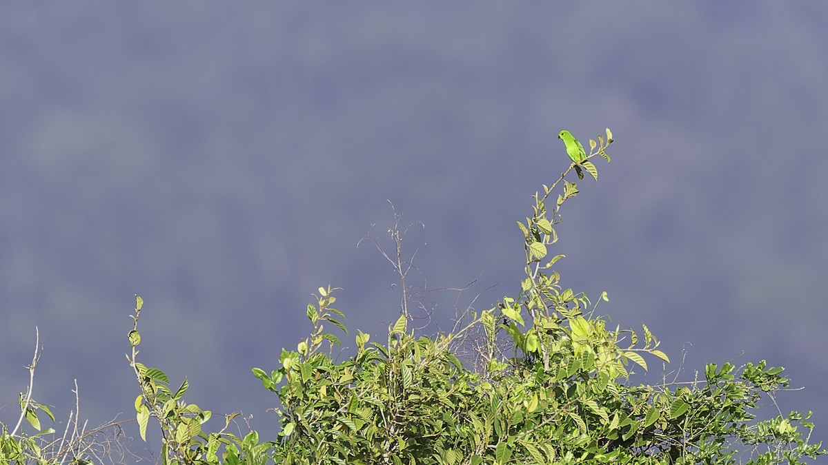 Sulawesi Hanging-Parrot - ML612332408