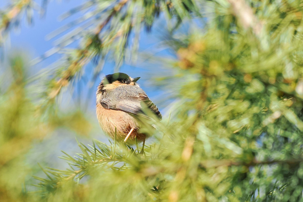 Black-browed Tit (Rufous-fronted) - ML612332455