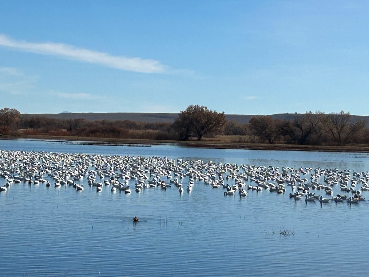 eBird Checklist 16 Dec 2023 Bosque del Apache NWRSeasonal Tour