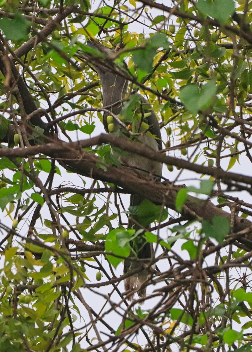 Indian Gray Hornbill - ML612332825