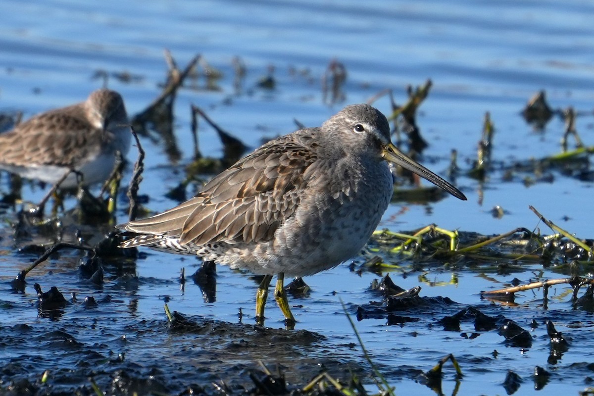 Long-billed Dowitcher - ML612332874