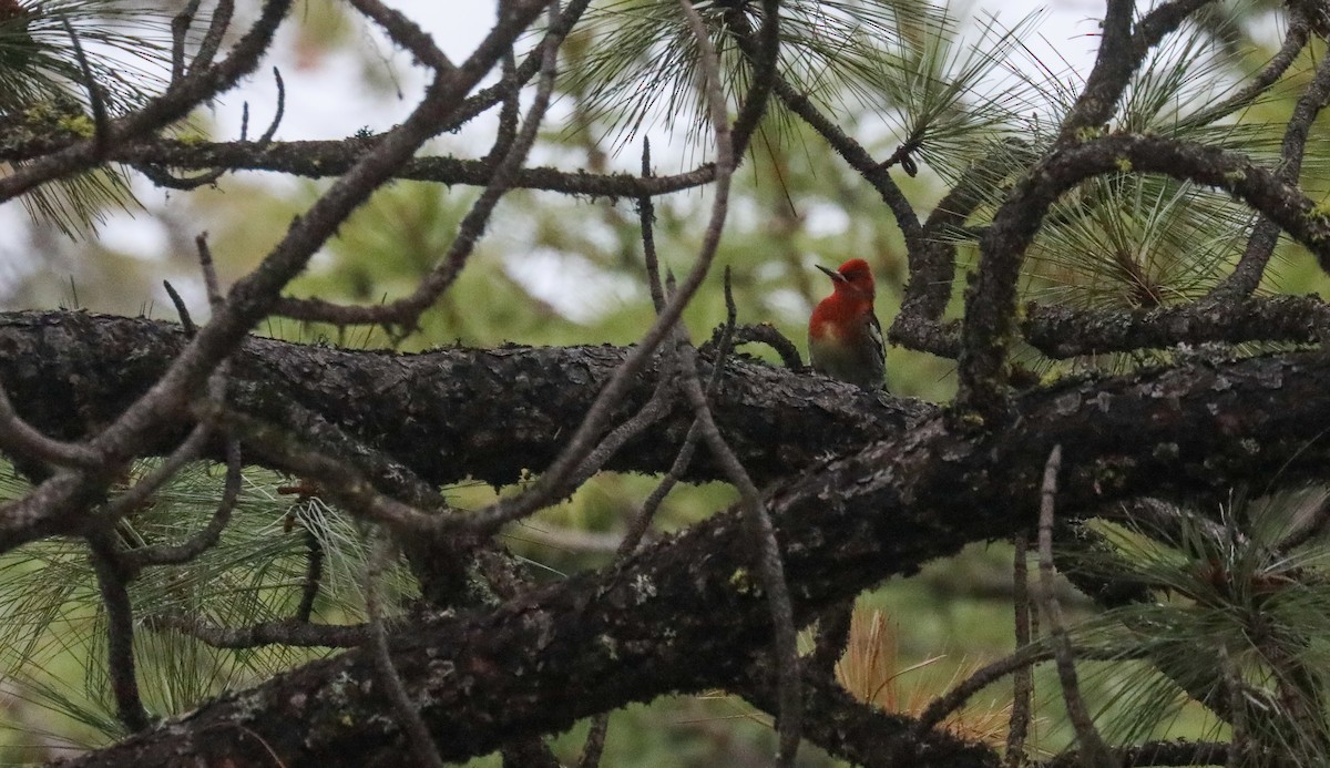 Red-breasted Sapsucker - ML612333035