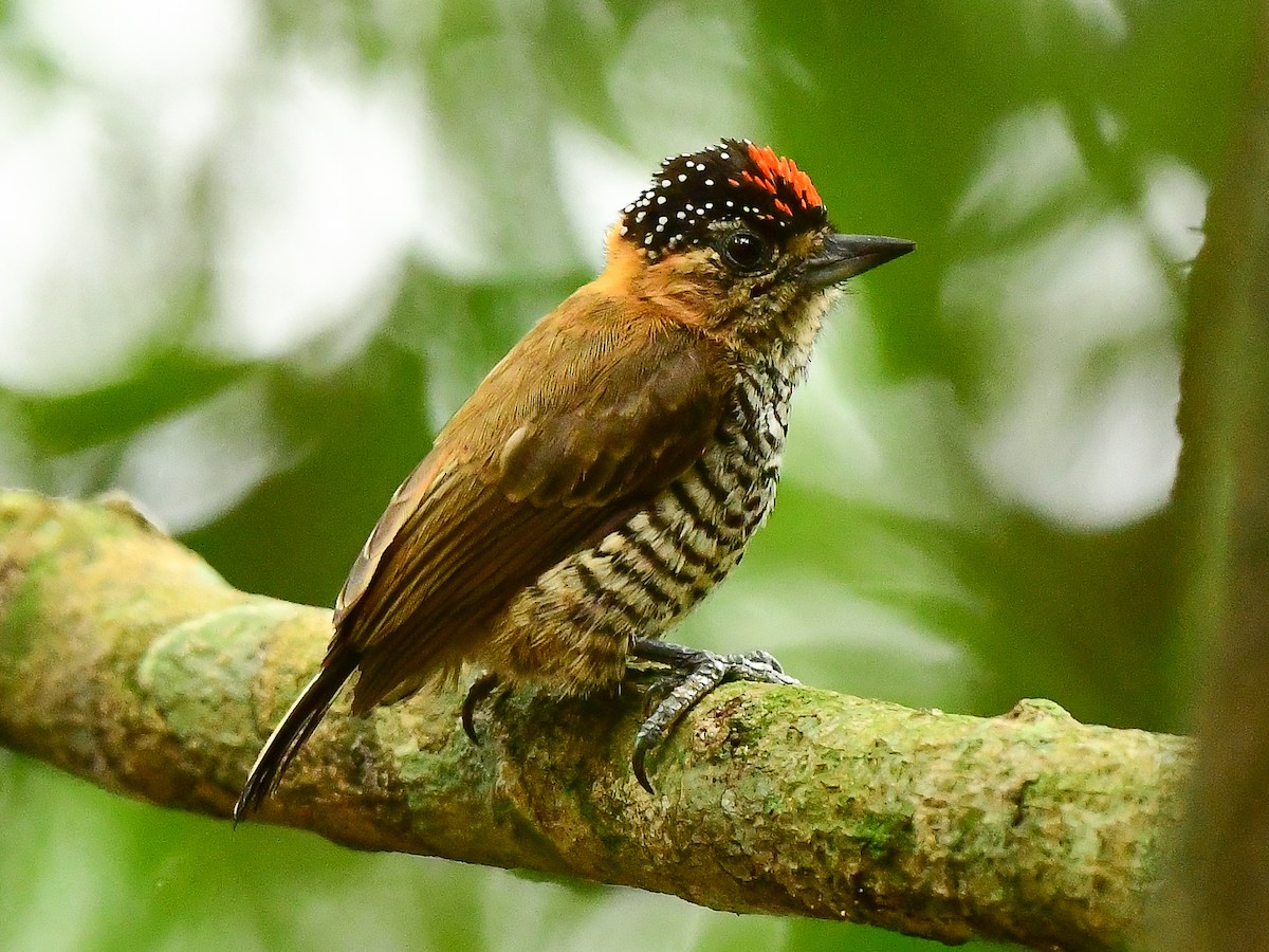 Ochre-collared Piculet - ML612333266