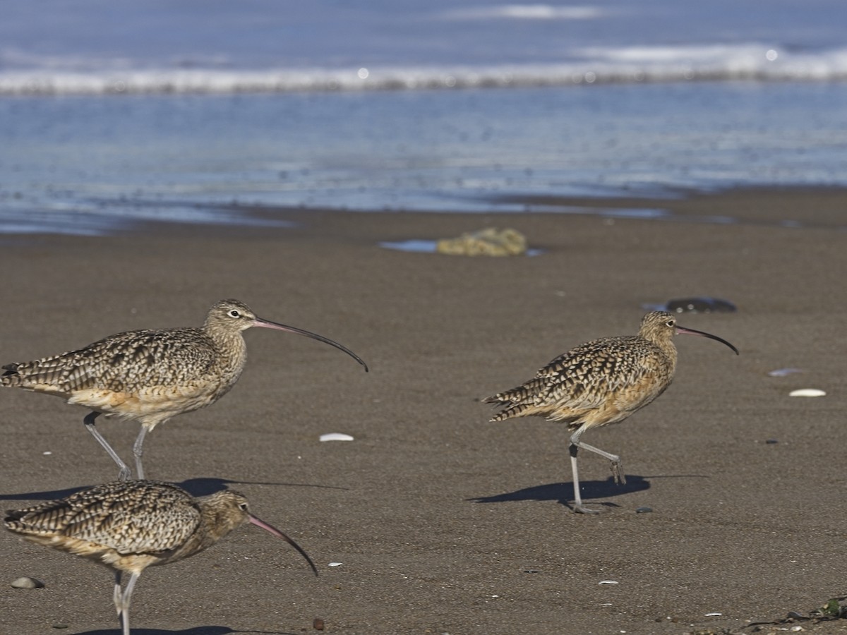 Long-billed Curlew - ML612333362