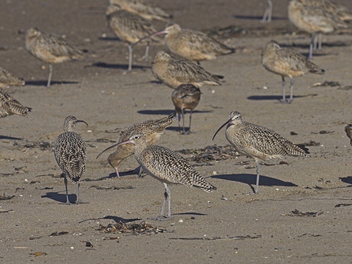 Long-billed Curlew - ML612333363