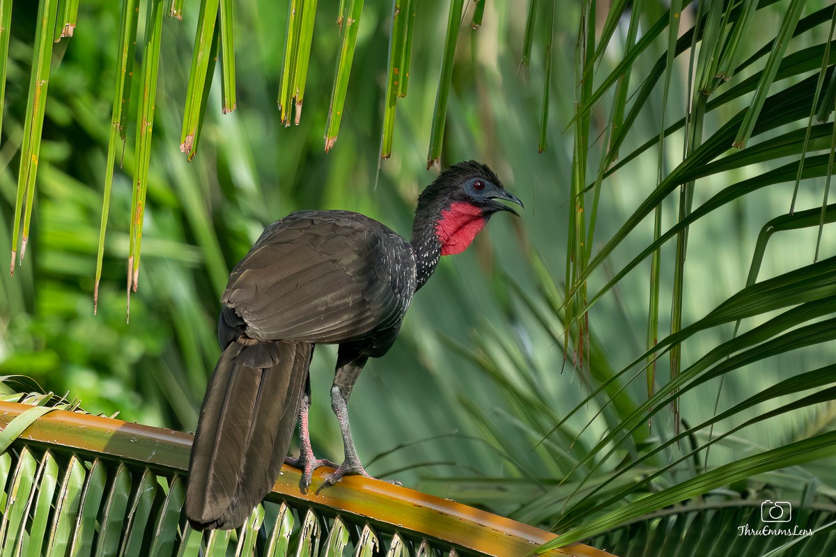 Crested Guan - ML612333364