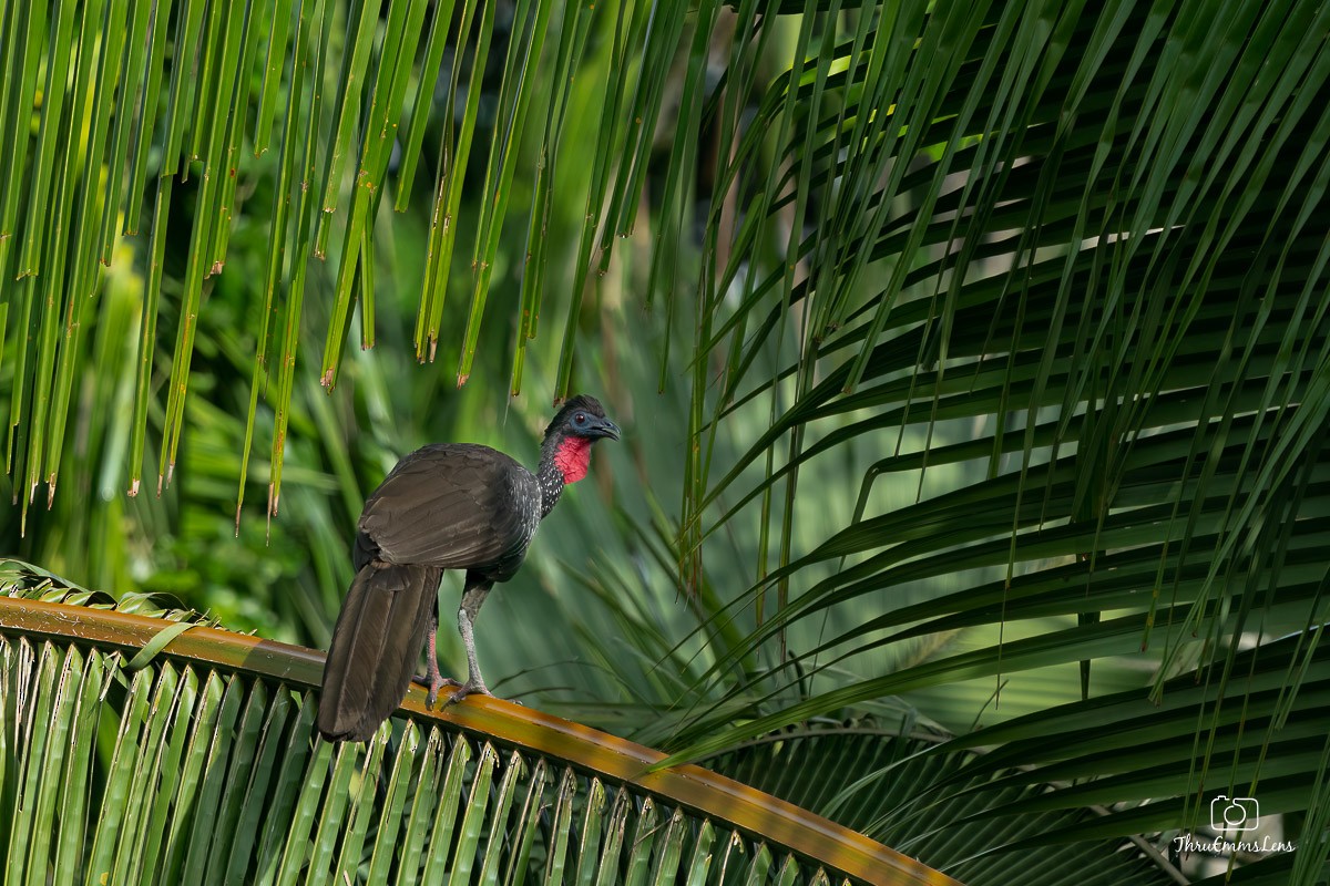 Crested Guan - ML612333365