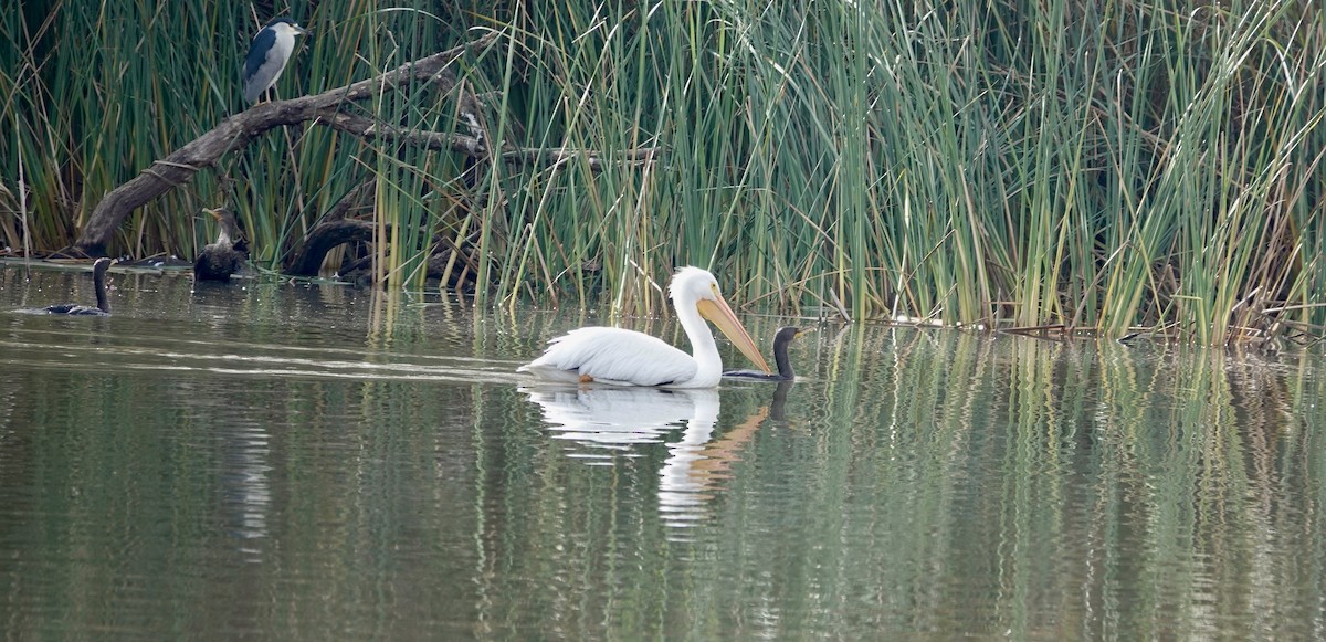American White Pelican - TK Birder