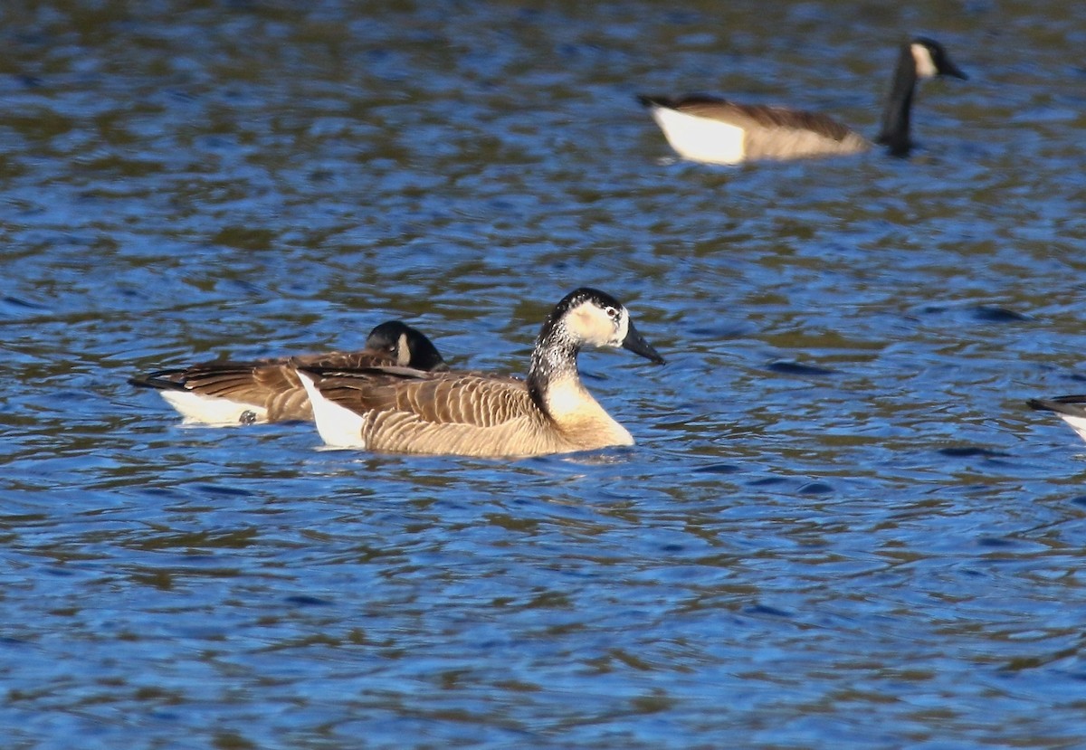 Domestic goose sp. x Canada Goose (hybrid) - ML612333497