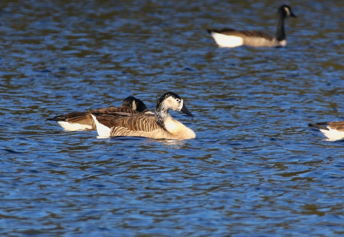 Domestic goose sp. x Canada Goose (hybrid) - ML612333498