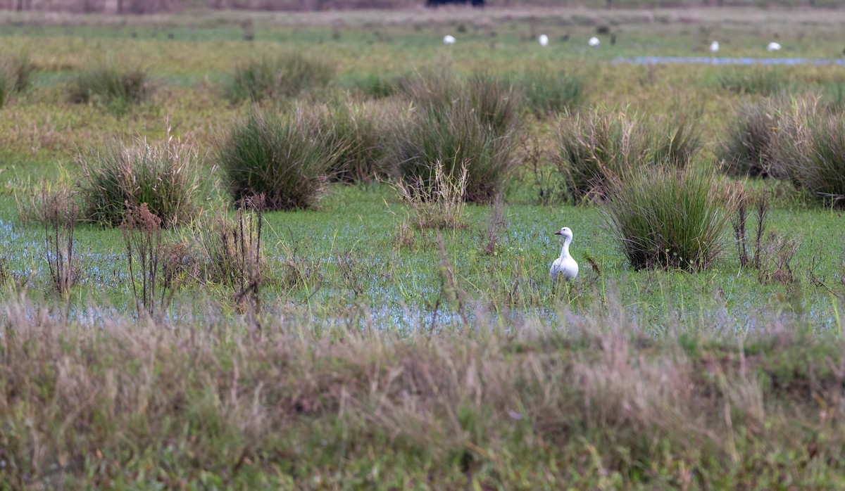 eBird Checklist 17 Dec 2023 1401 Sam Keen Road, Lake Wales, Florida