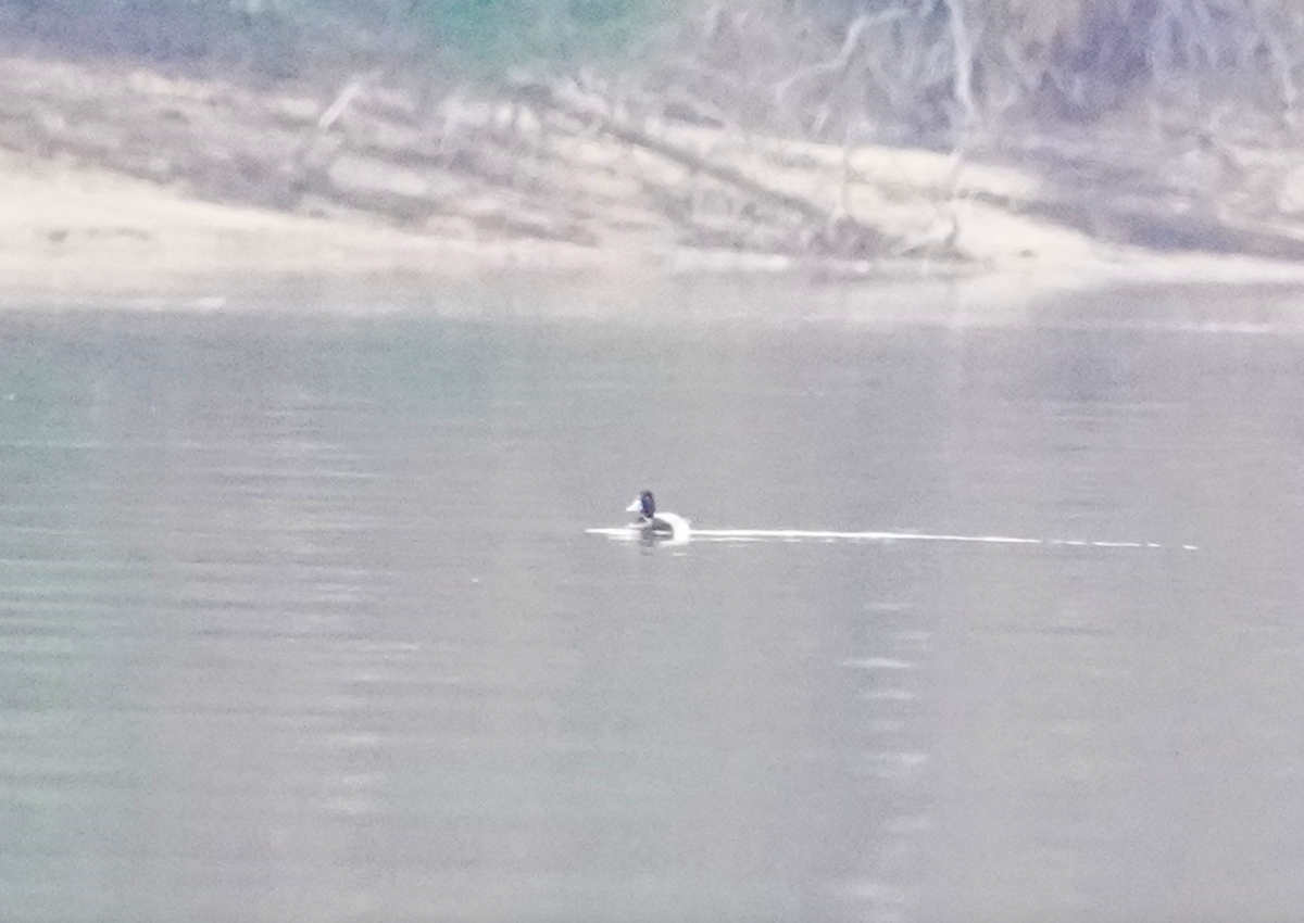 Greater Scaup - ML612334382