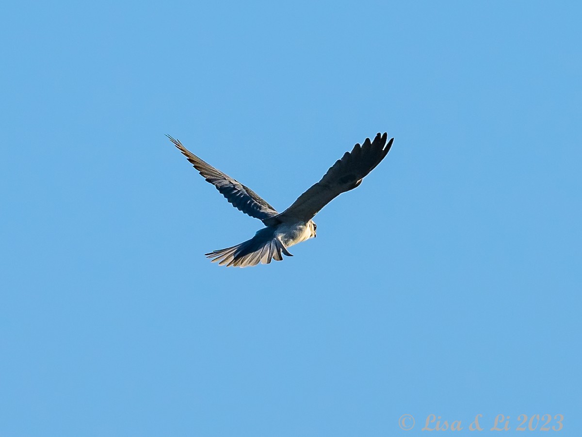 White-tailed Kite - ML612334482